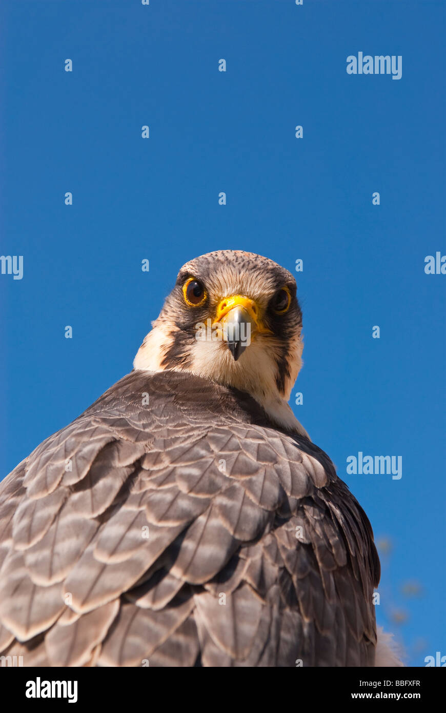 Ein Gefangener Lanner Falcon (Falco Biarmicus) Raubvogel Porträt im Vereinigten Königreich Stockfoto