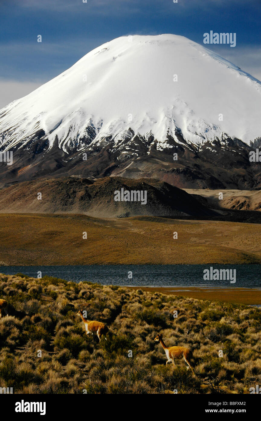 Vulkan Parinacota, Chile Stockfoto