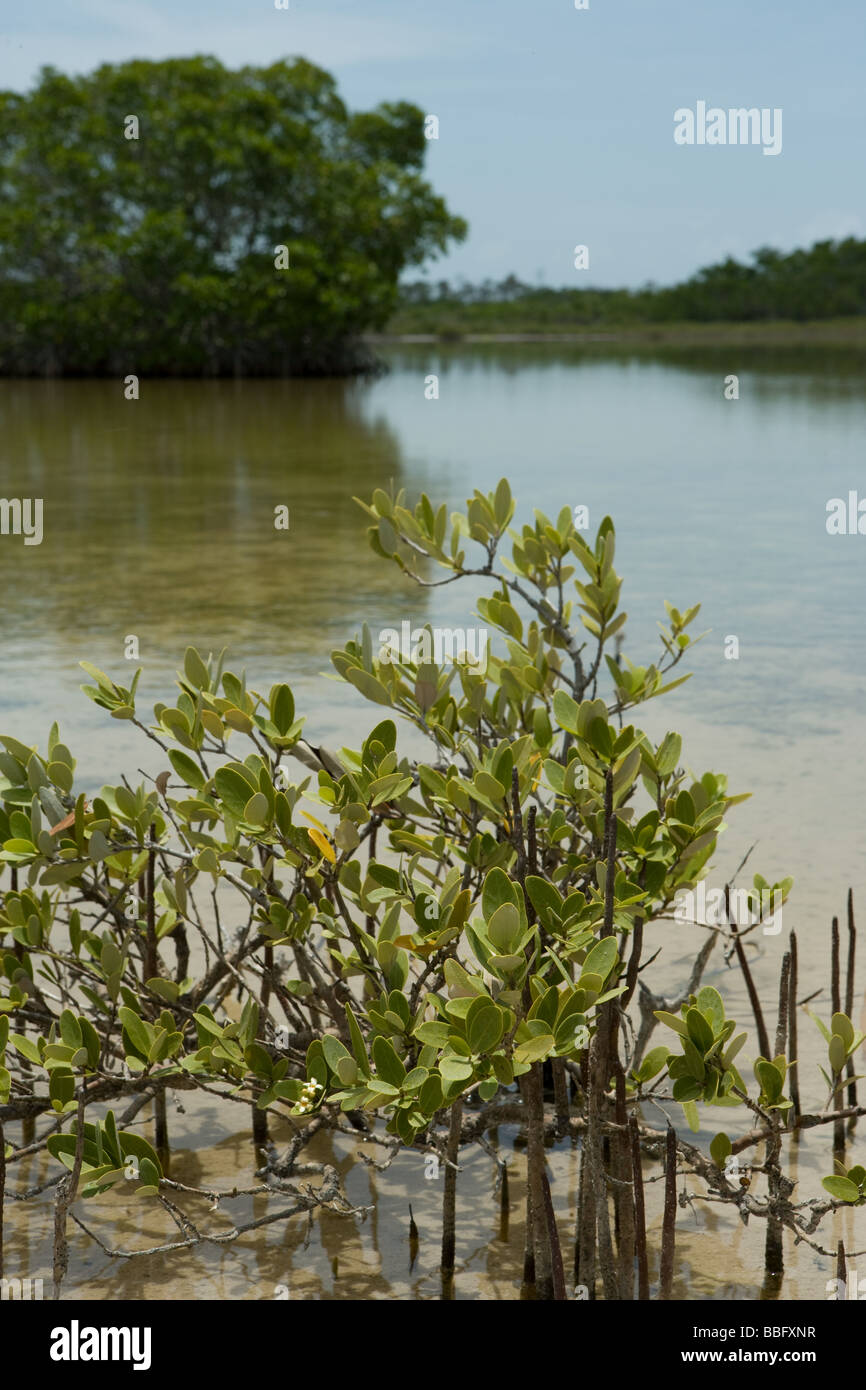 Florida Mangroven Stockfotos und -bilder Kaufen - Alamy