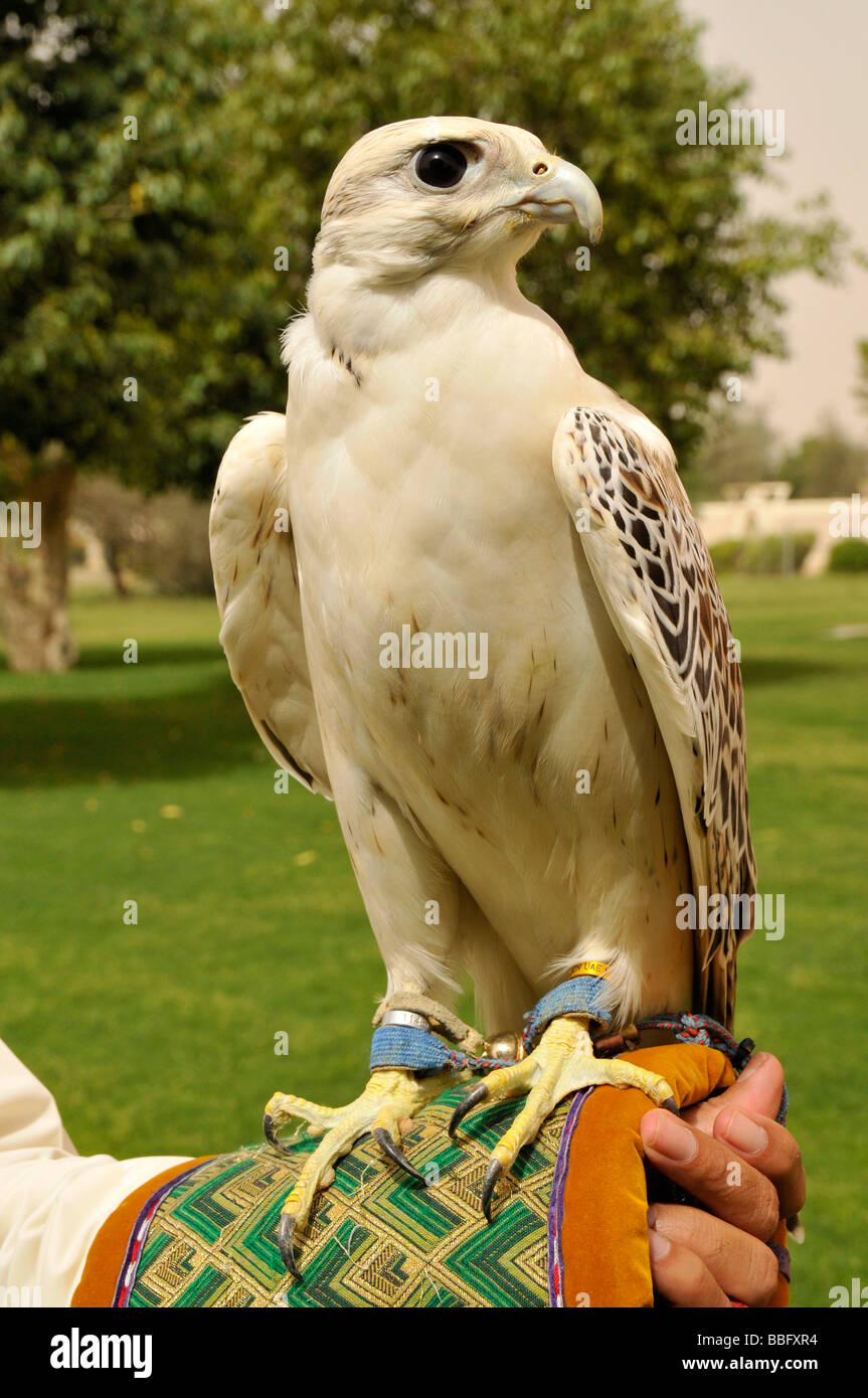 Falken auf dem Arm der Falkner in Al Ain Zoo, Al Ain, Abu Dhabi, Vereinigte Arabische Emirate, Arabien, Orient, Naher Osten Stockfoto