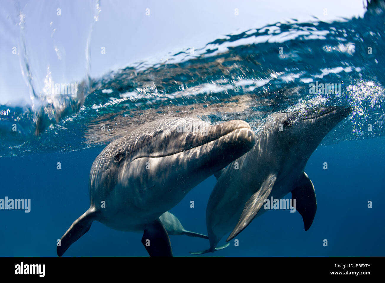 Atlantische große Tümmler. Stockfoto