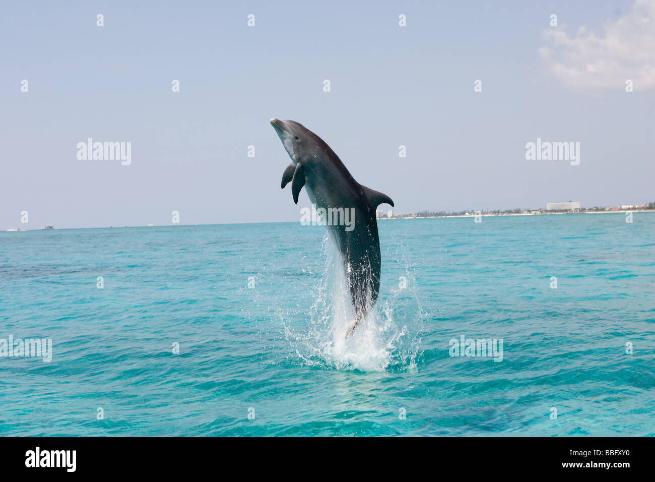 Delphin aus dem Wasser springen. Stockfoto