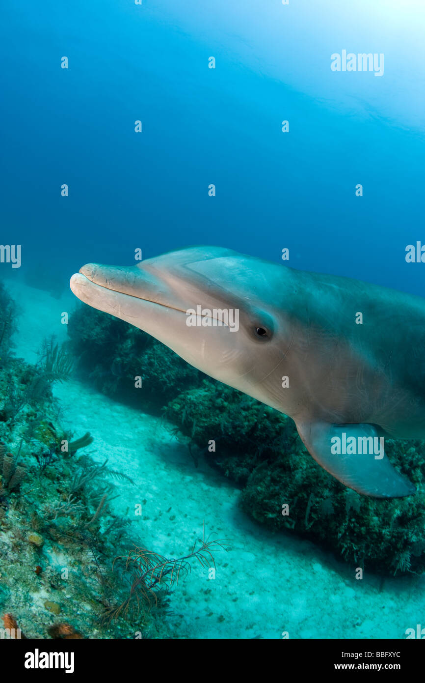Unterwasserbilder von Dolphin. Stockfoto
