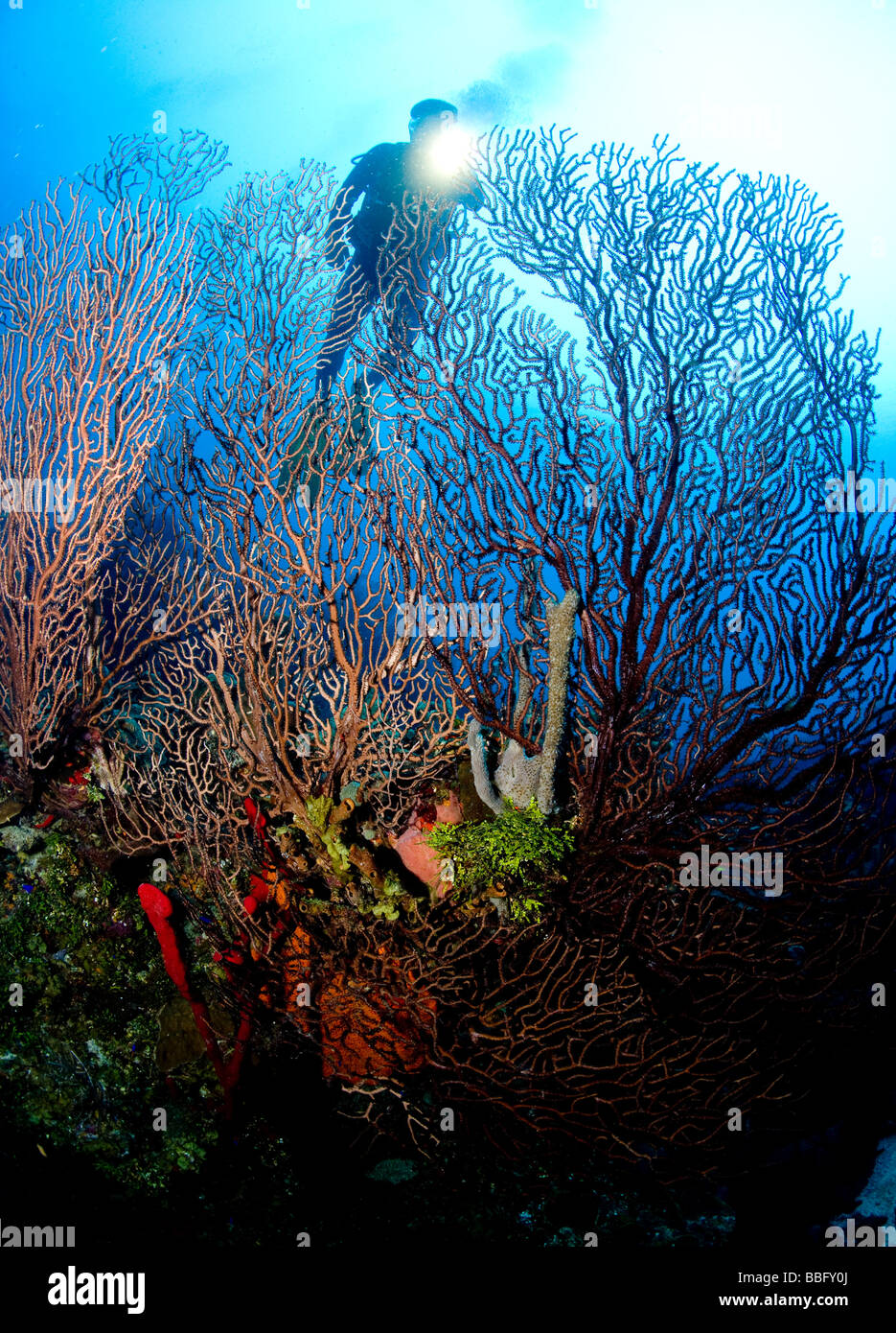 Korallenriff-Szene mit Taucher. Stockfoto