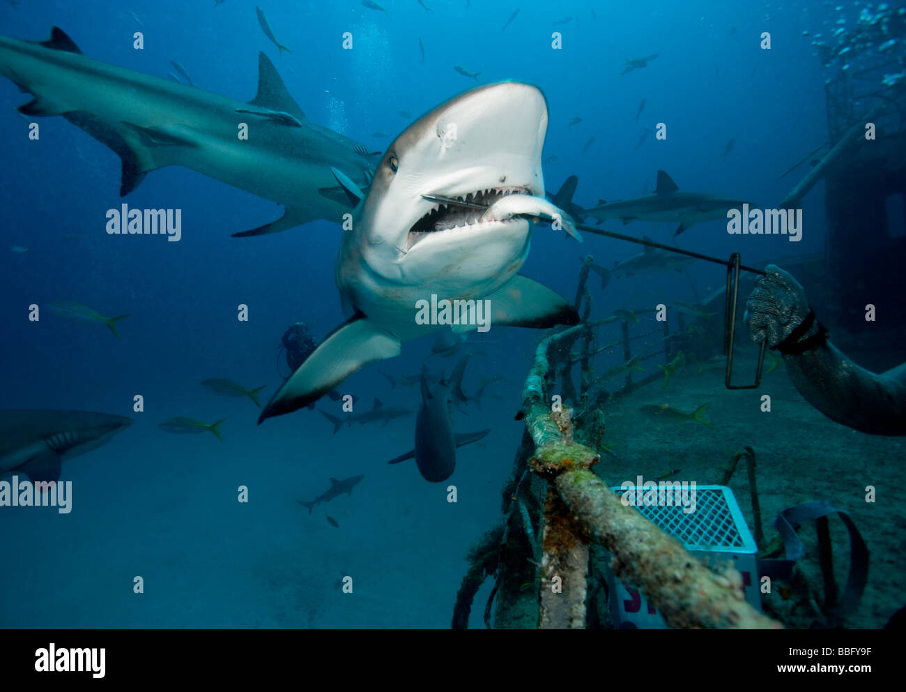 Hai-Fütterung-Tauchgang. Stockfoto