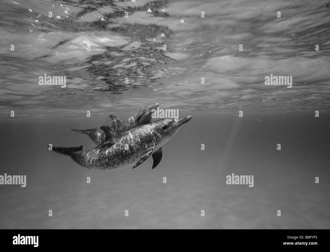 Atlantic spotted Dolphin. Stockfoto