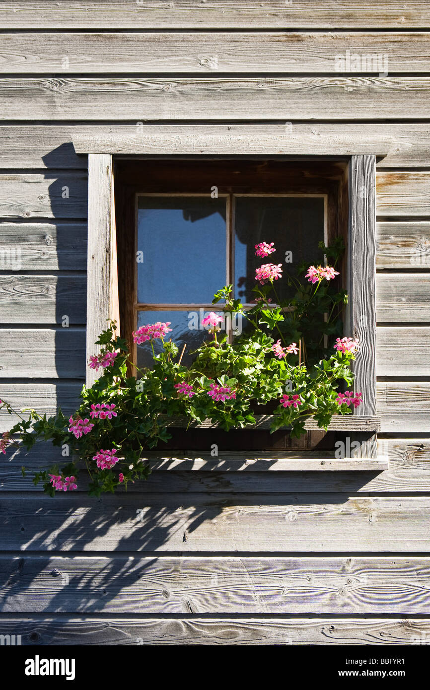 Rosa Geranien in einer Fenster-Box eines Holzhauses in vals Stockfoto