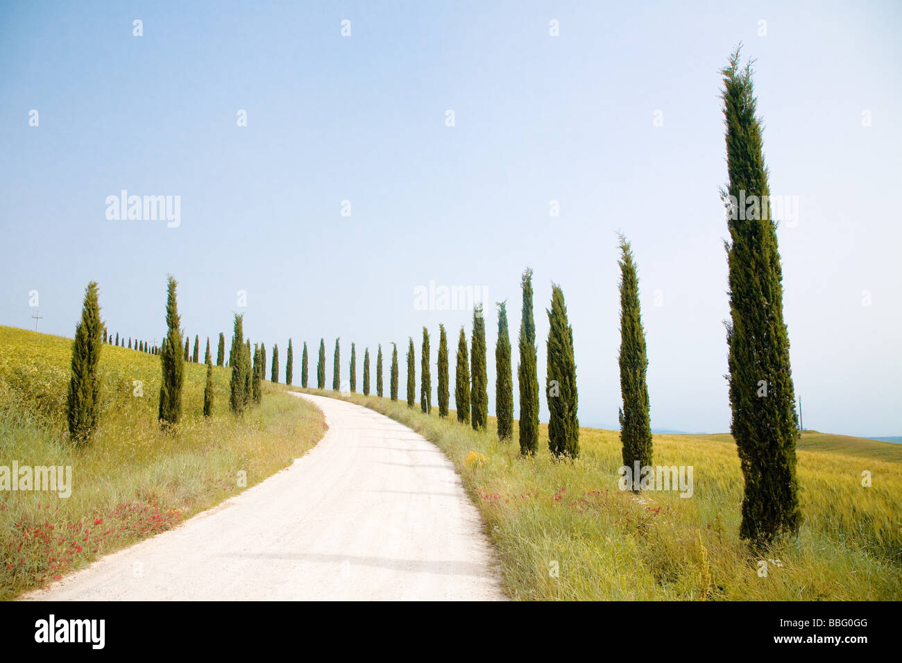 Zypressen und eine Landstraße in der Toskana Stockfoto