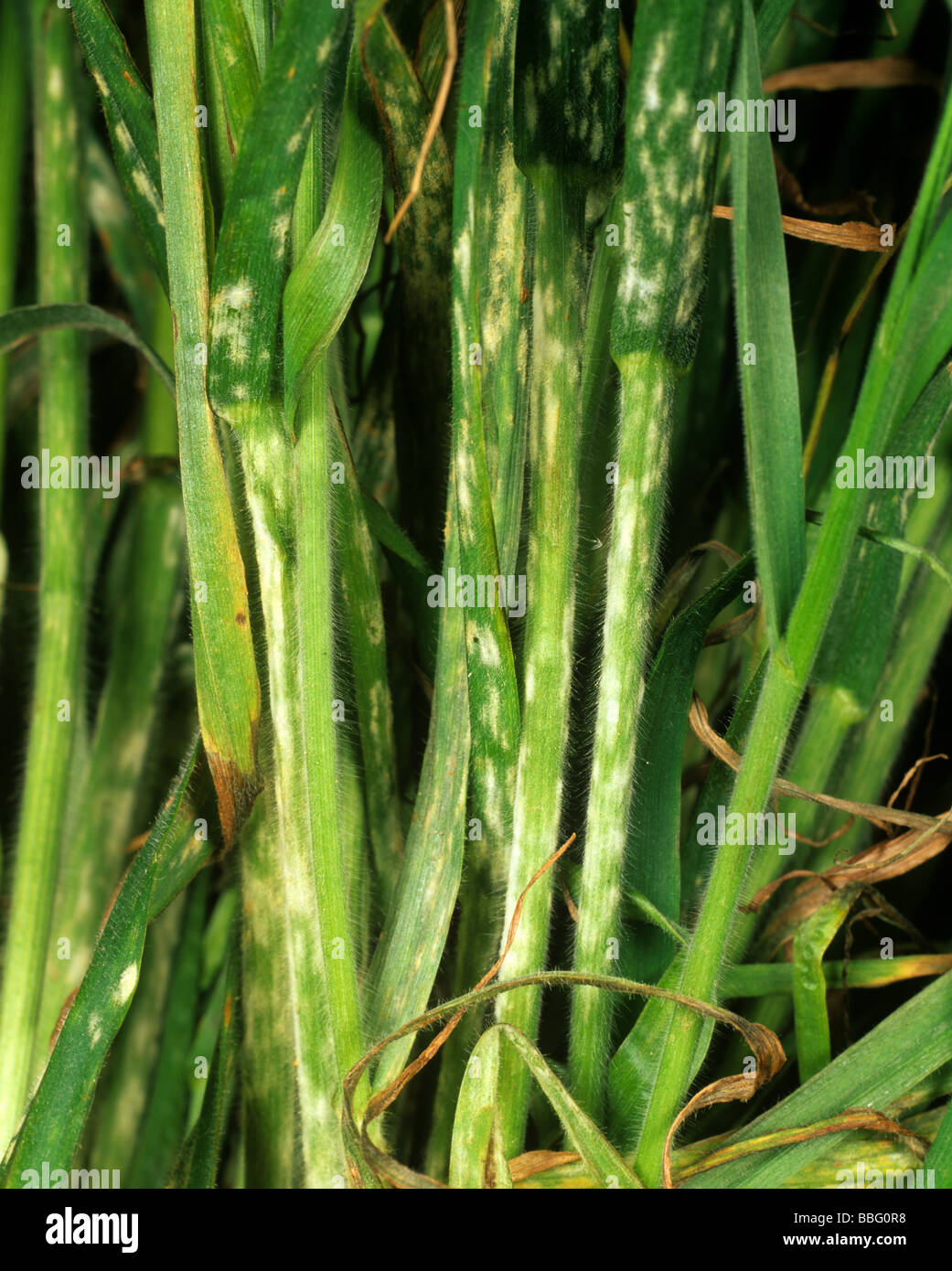 Echter Mehltau Erysiphe Graminis auf weiche Brome Bromus Hordeaceus stammt und verlässt Stockfoto