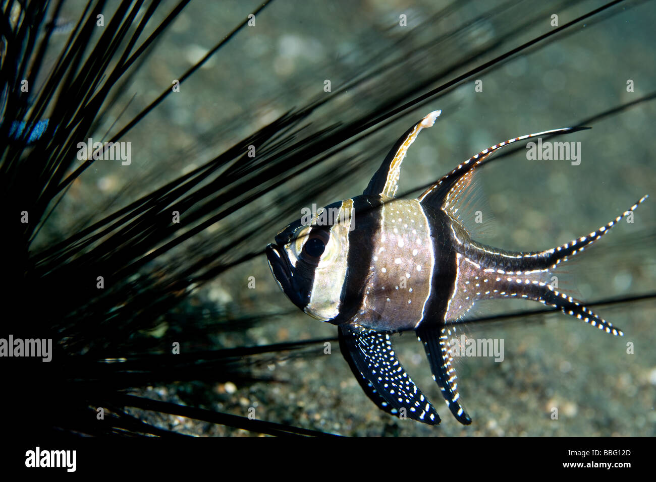 Kardinalbarsch und Seeigel. Stockfoto