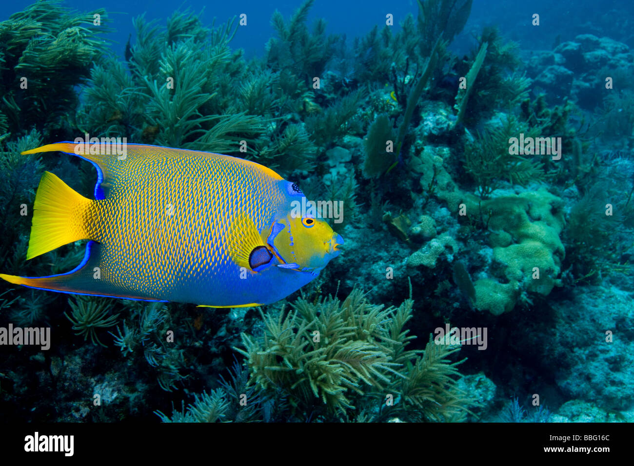 Königin-Kaiserfisch auf Korallenriff. Stockfoto