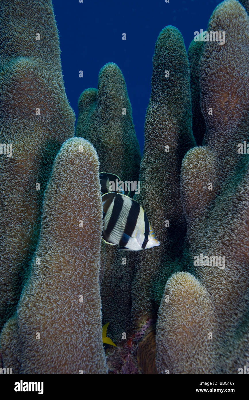 Falterfische im Säule Korallen. Stockfoto