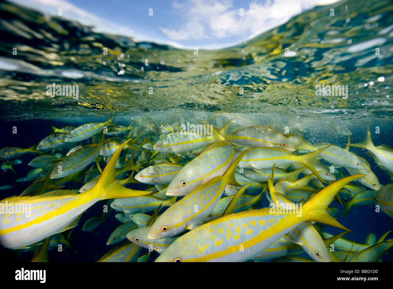 Gelbschwanz-Schnapper. Stockfoto