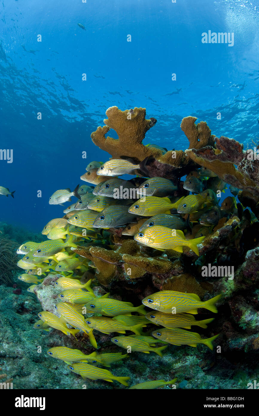 Fische und Korallen Elkhorn. Stockfoto