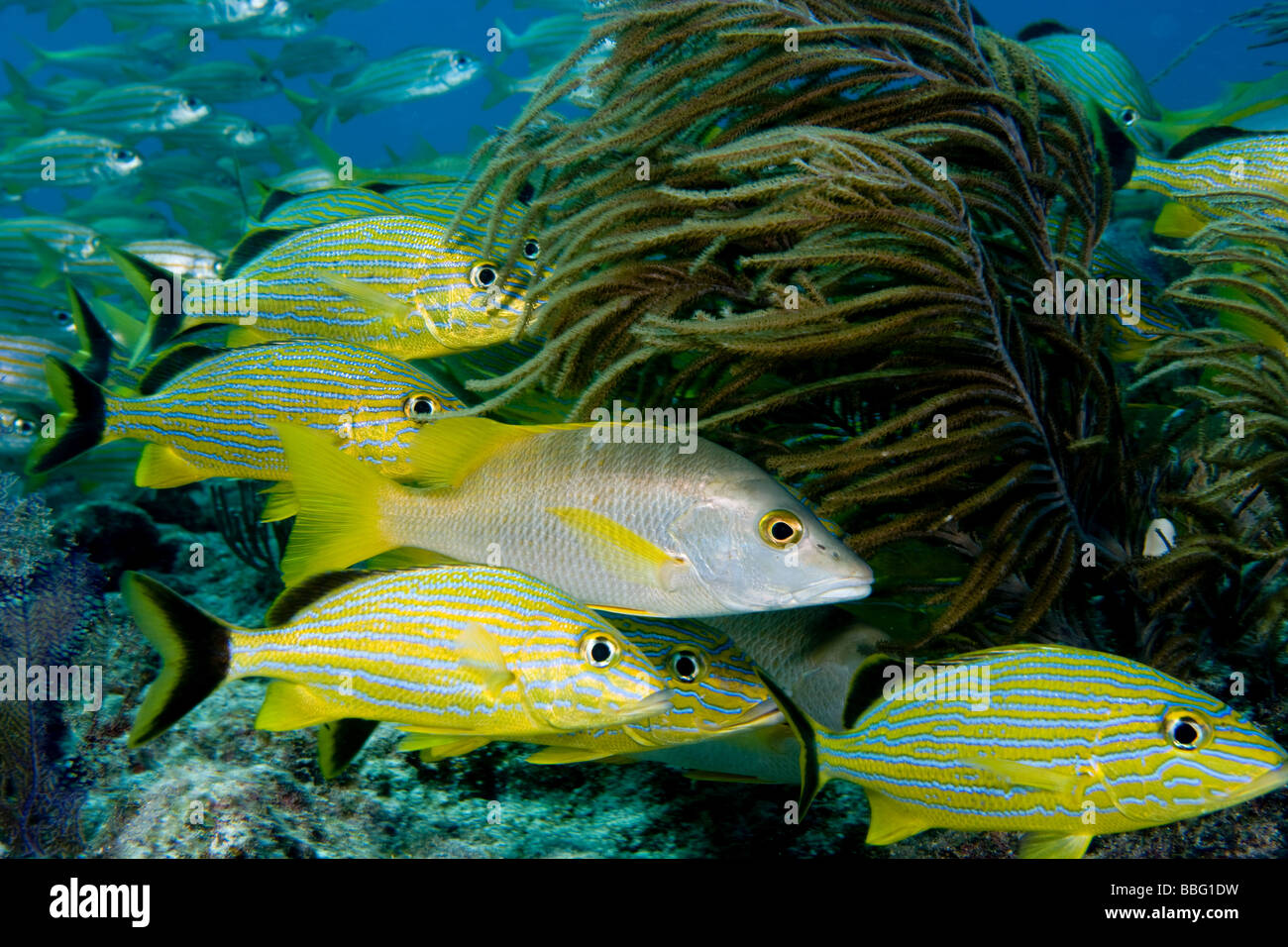 Fischschwärme auf Korallenriff. Stockfoto