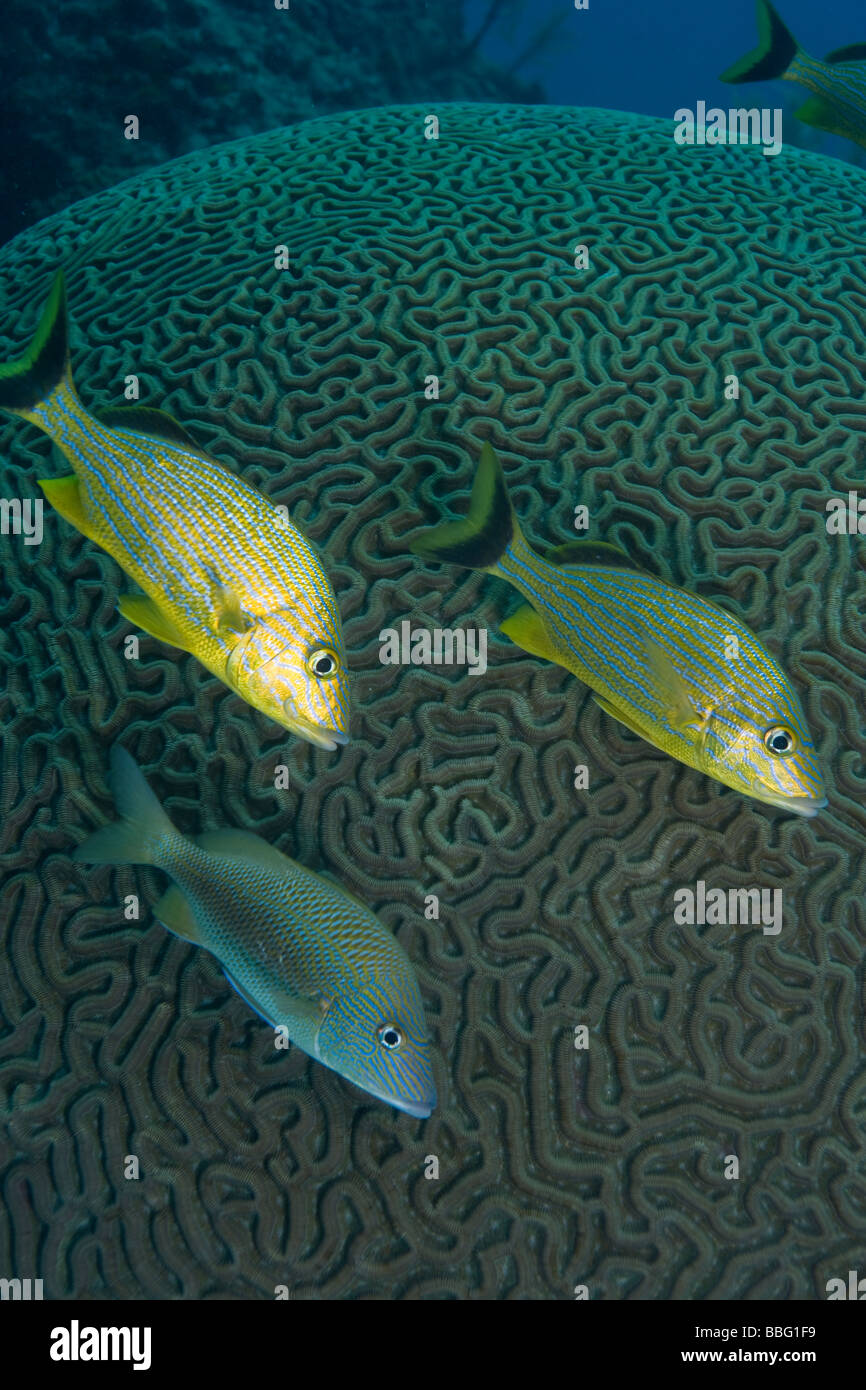 Fisch auf Korallen Kopf. Stockfoto