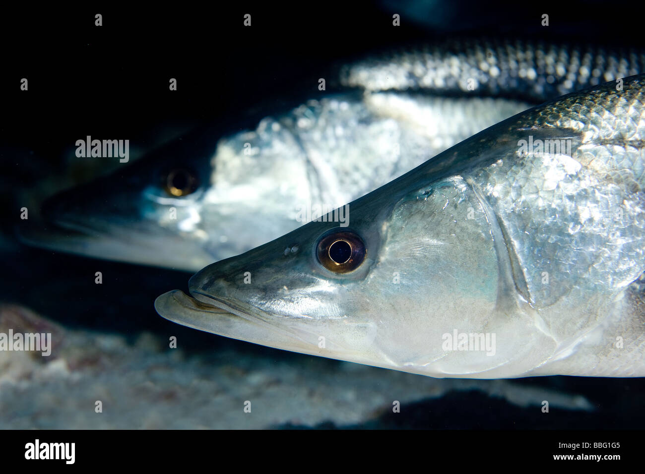 Nahaufnahme von Snook. Stockfoto