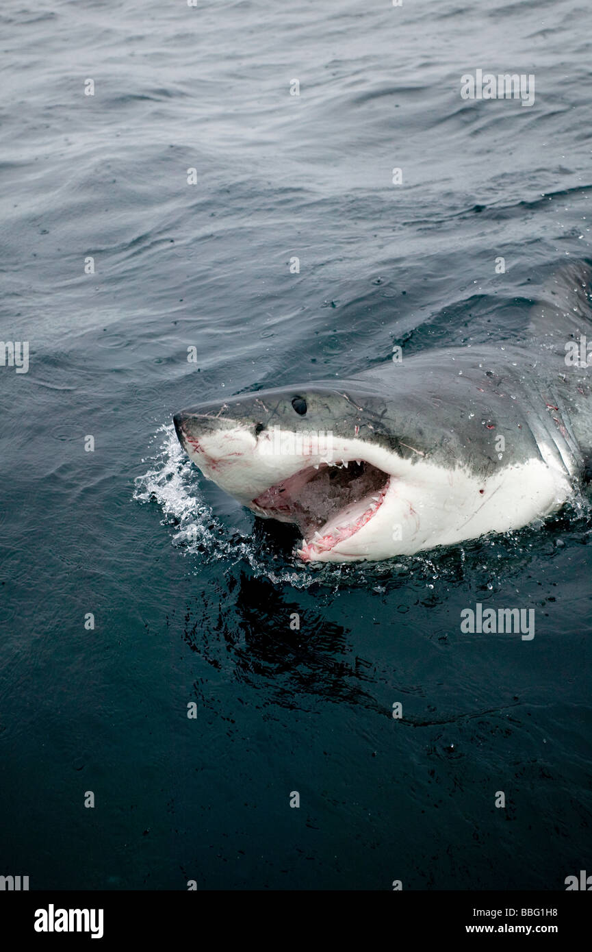 Great White Shark. Stockfoto