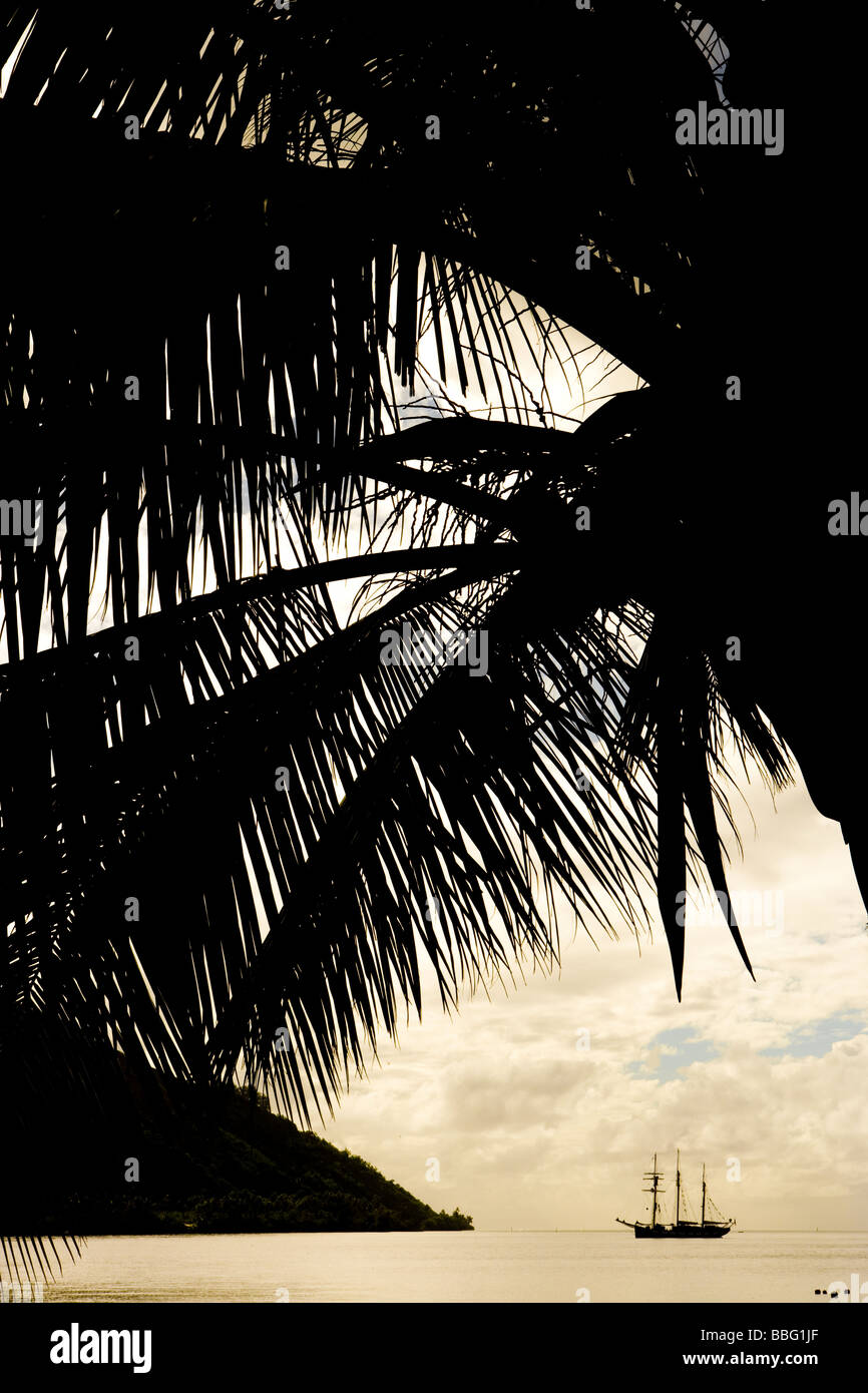 Insel mit Palme Szene. Stockfoto