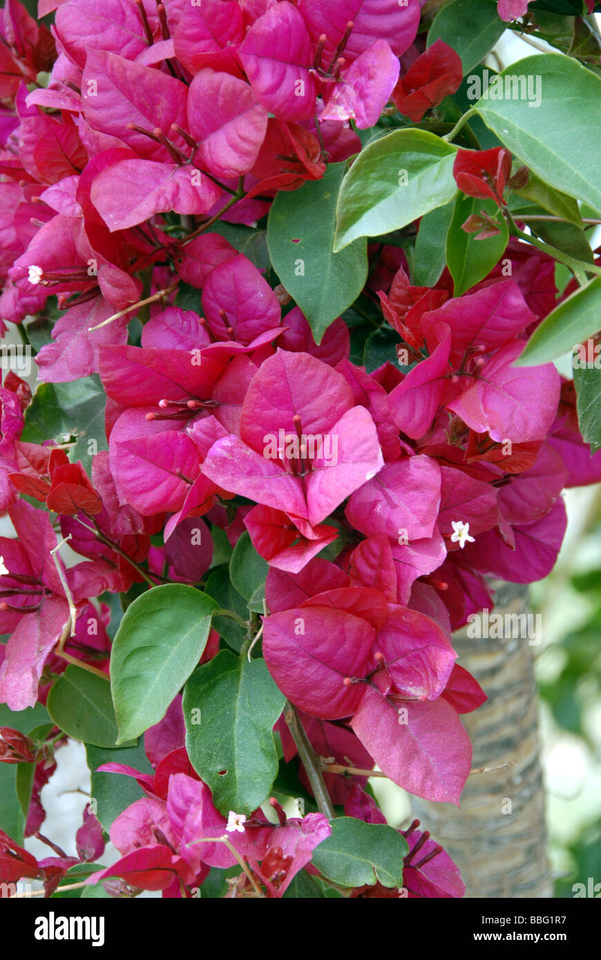 Bougainvillea Mar Menor Murcia Spanien Stockfoto