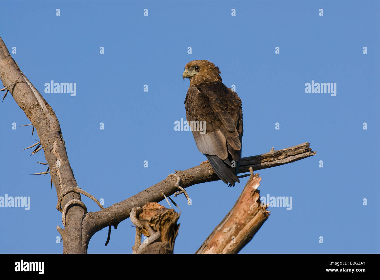 junge Bateleur Terathopius Ecaudatus SAMBURU NATIONAL RESERVE Kenia in