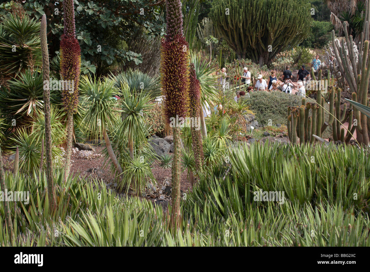 Touristen in El Jardin Botanico Viera Y Clavijo in der Nähe von Las Palmas. Stockfoto