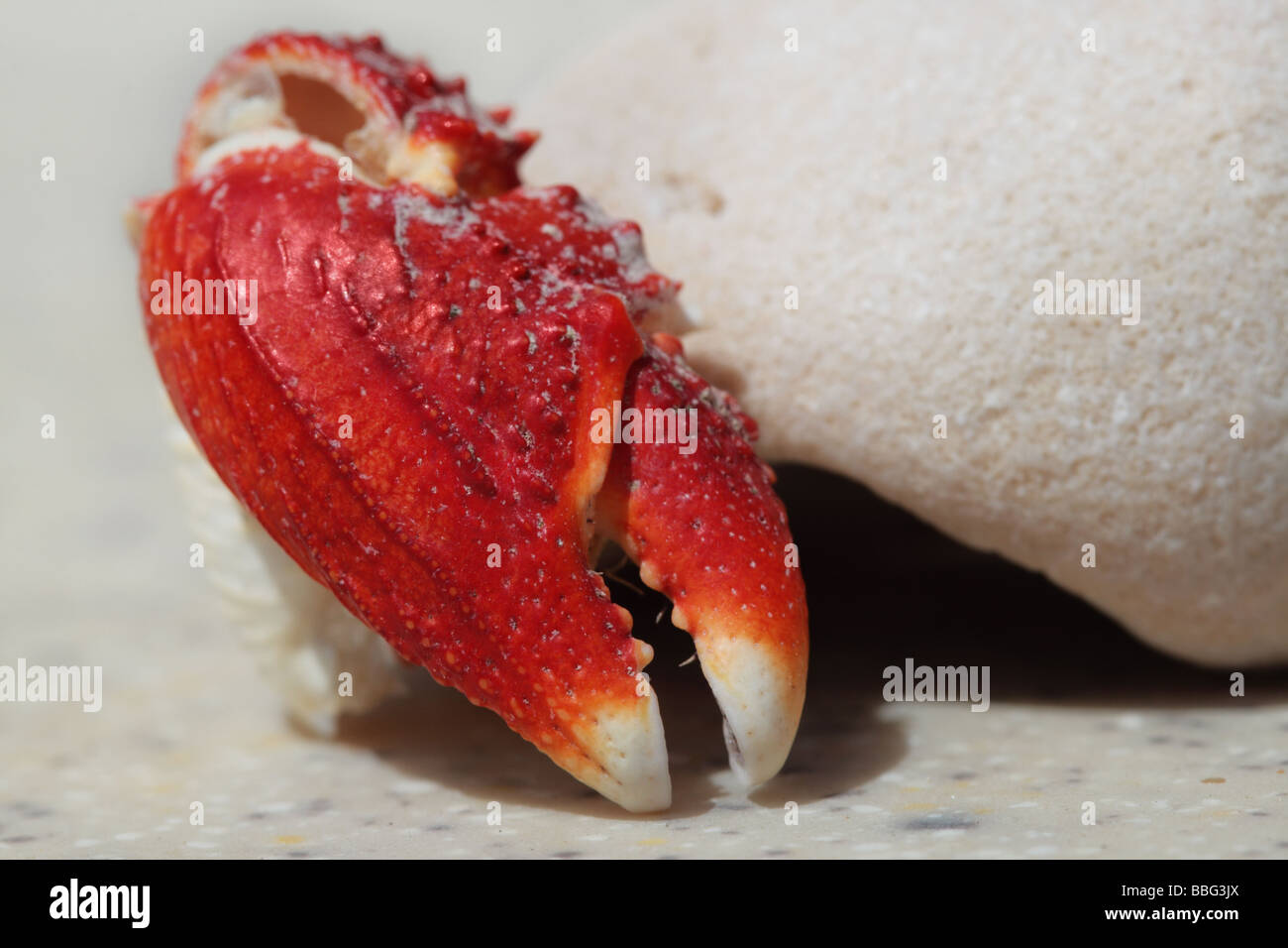 Rote Krabbe Zange Stockfoto