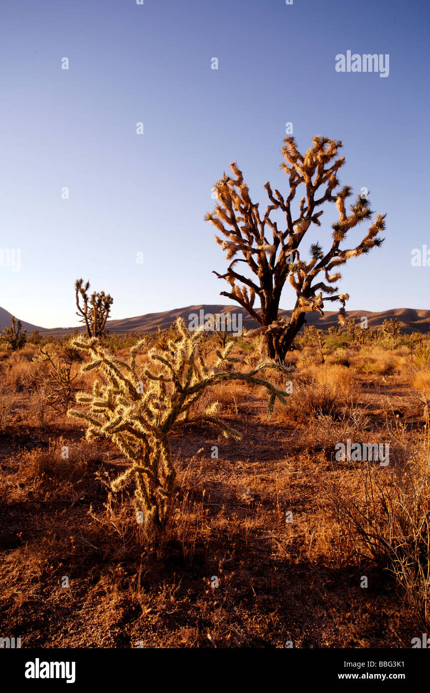 Joshua Tree Arizona Yucca Brevifolia & Kaktus Stockfoto