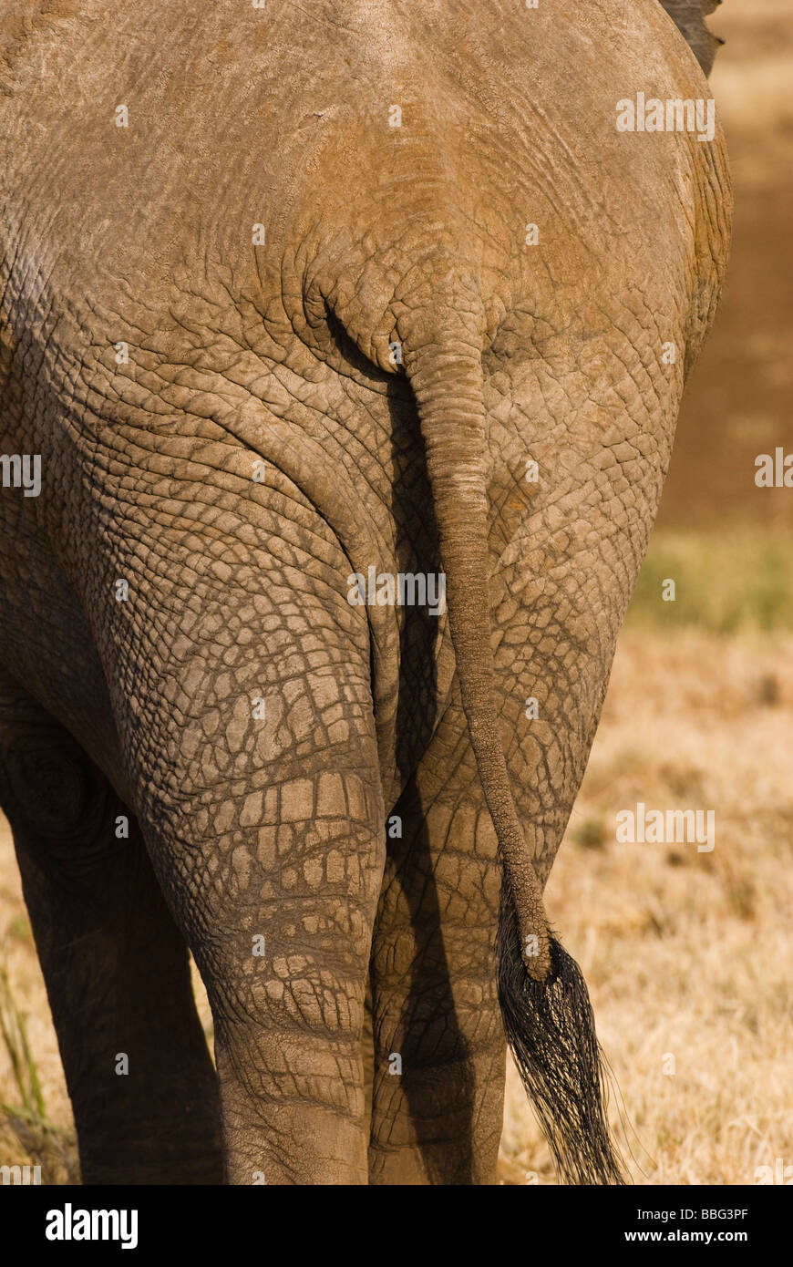 Afrikanischer Elefant-Rückseite mit Schweif Loxodonta Africana SAMBURU NATIONAL RESERVE Kenia in Ostafrika Stockfoto