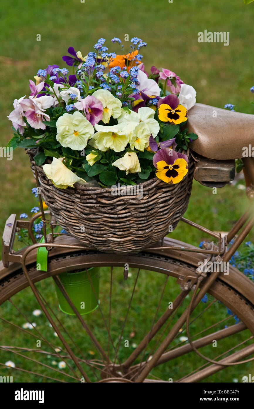 Ein Korb mit Stiefmütterchen steht auf einem Fahrradträger Stockfoto