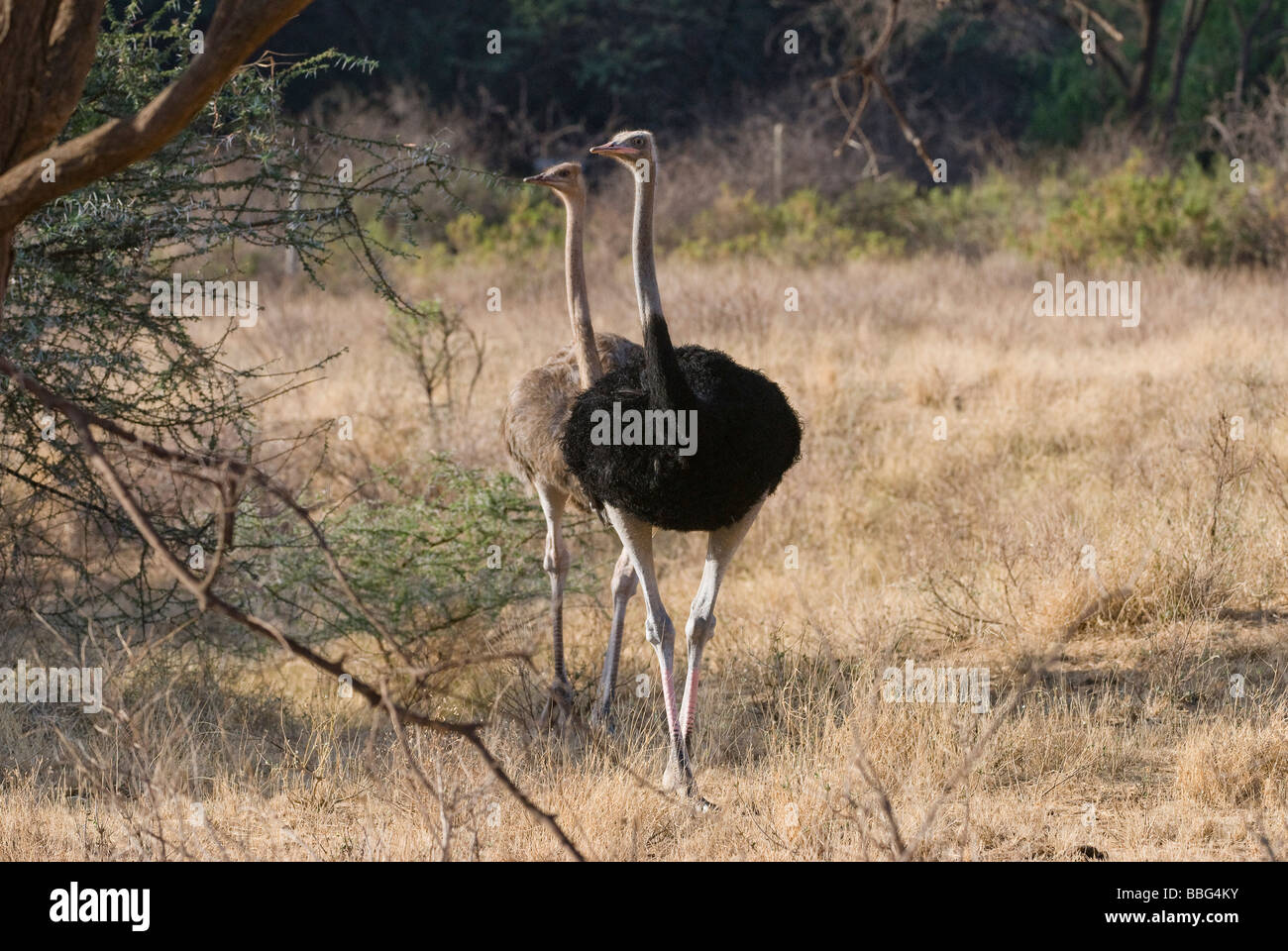 Balz der Somali Strauß Struthio Camelus Molybdophanes SAMBURU NATIONAL RESERVE Kenia in Ostafrika Stockfoto