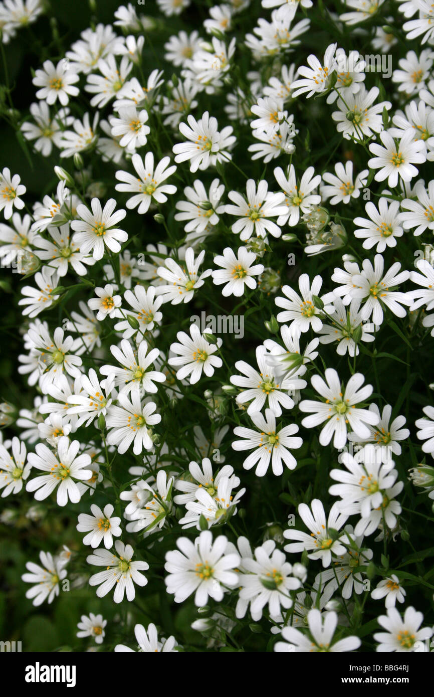 Dicht verpackt Blumen von größeren Stitchwort Stellaria holostea Stockfoto