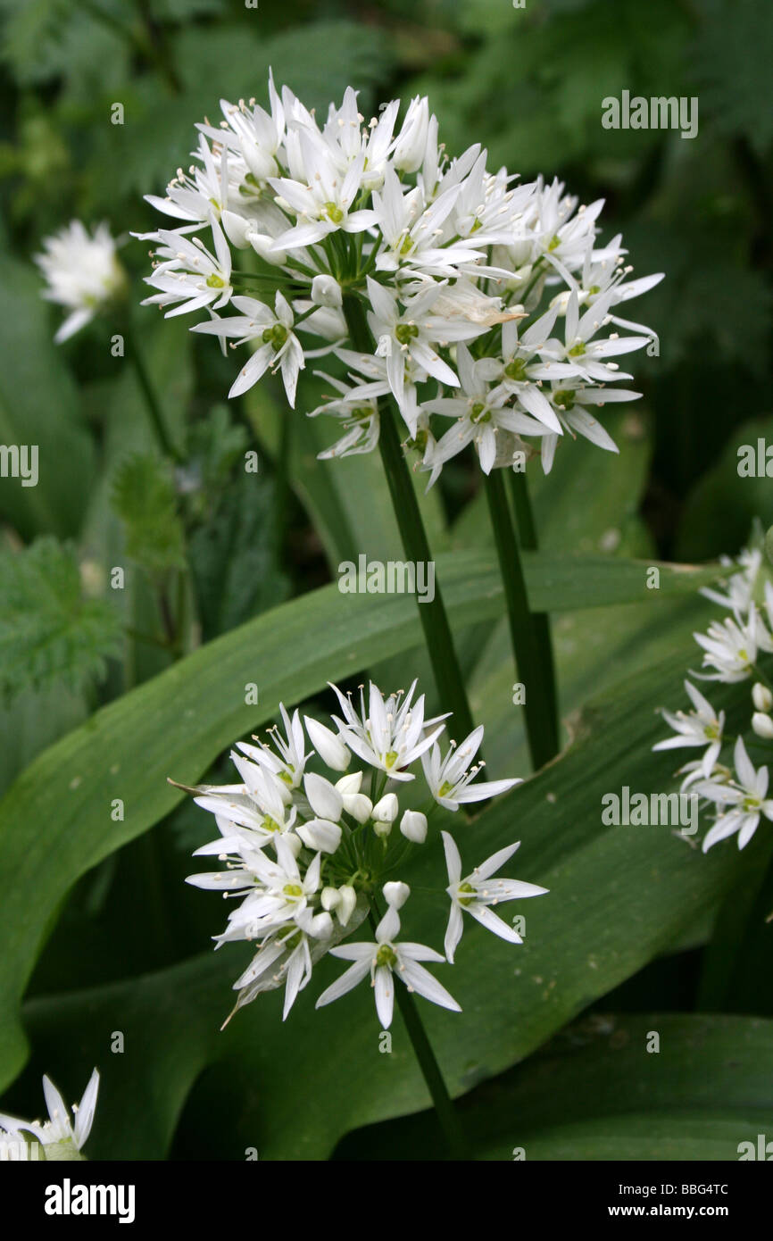 Wilder Knoblauch oder Bärlauch Allium Ursinum In einer englischen Wald im Frühjahr Stockfoto