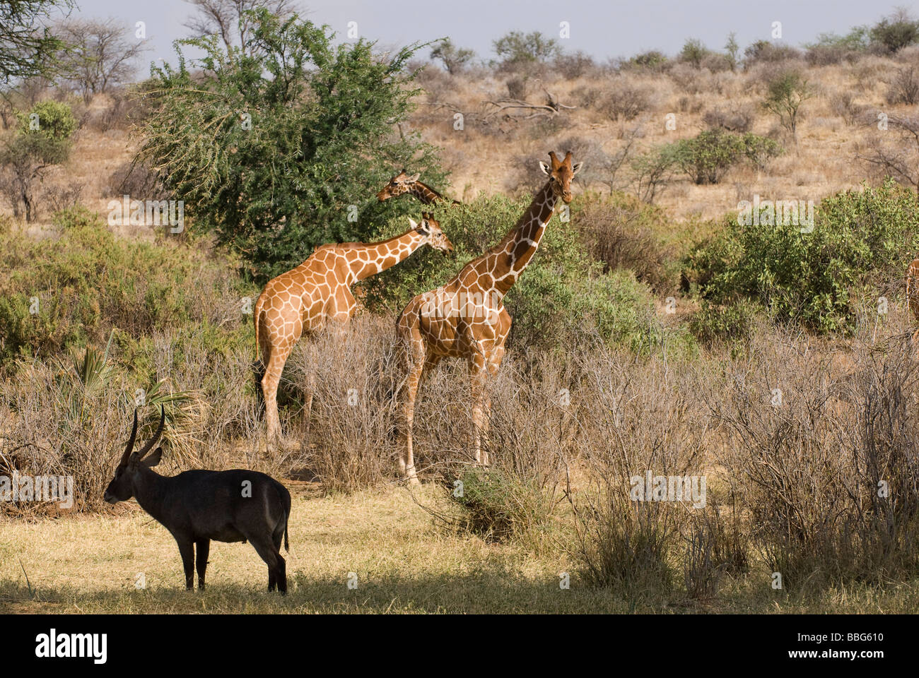 Giraffe und Wasserbock Giraffa Plancius Reticulata Kobus Ellipsiprymnus SAMBURU NATIONAL RESERVE Kenia in Ostafrika Stockfoto