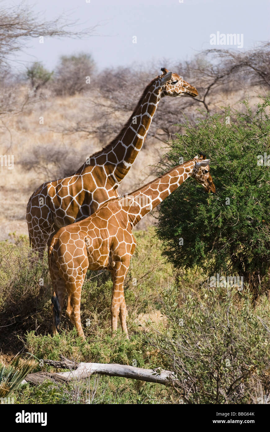 Giraffe Giraffa Plancius Reticulata SAMBURU NATIONAL RESERVE Kenia in Ostafrika Stockfoto