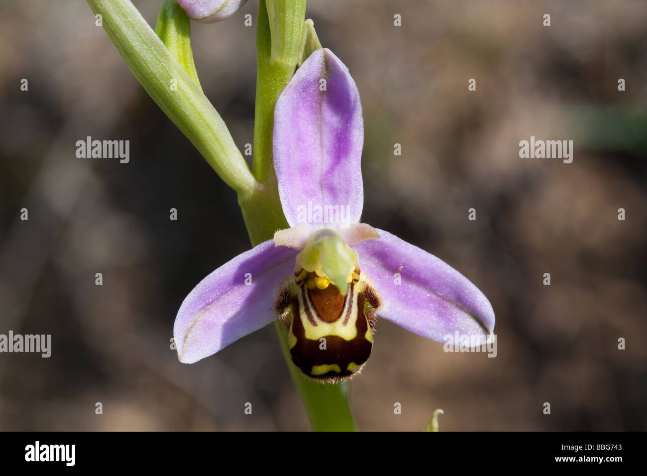 Biene Orchidee (Ophrys Apifera) Blume gegen exponierten Erdwall. Stockfoto