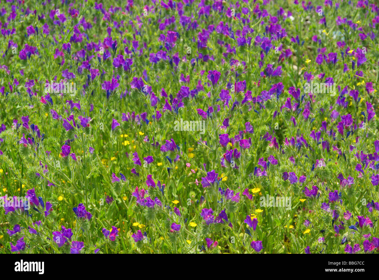Natternkopf Wegerichblättriger lila Viper Bugloss 07 Stockfoto