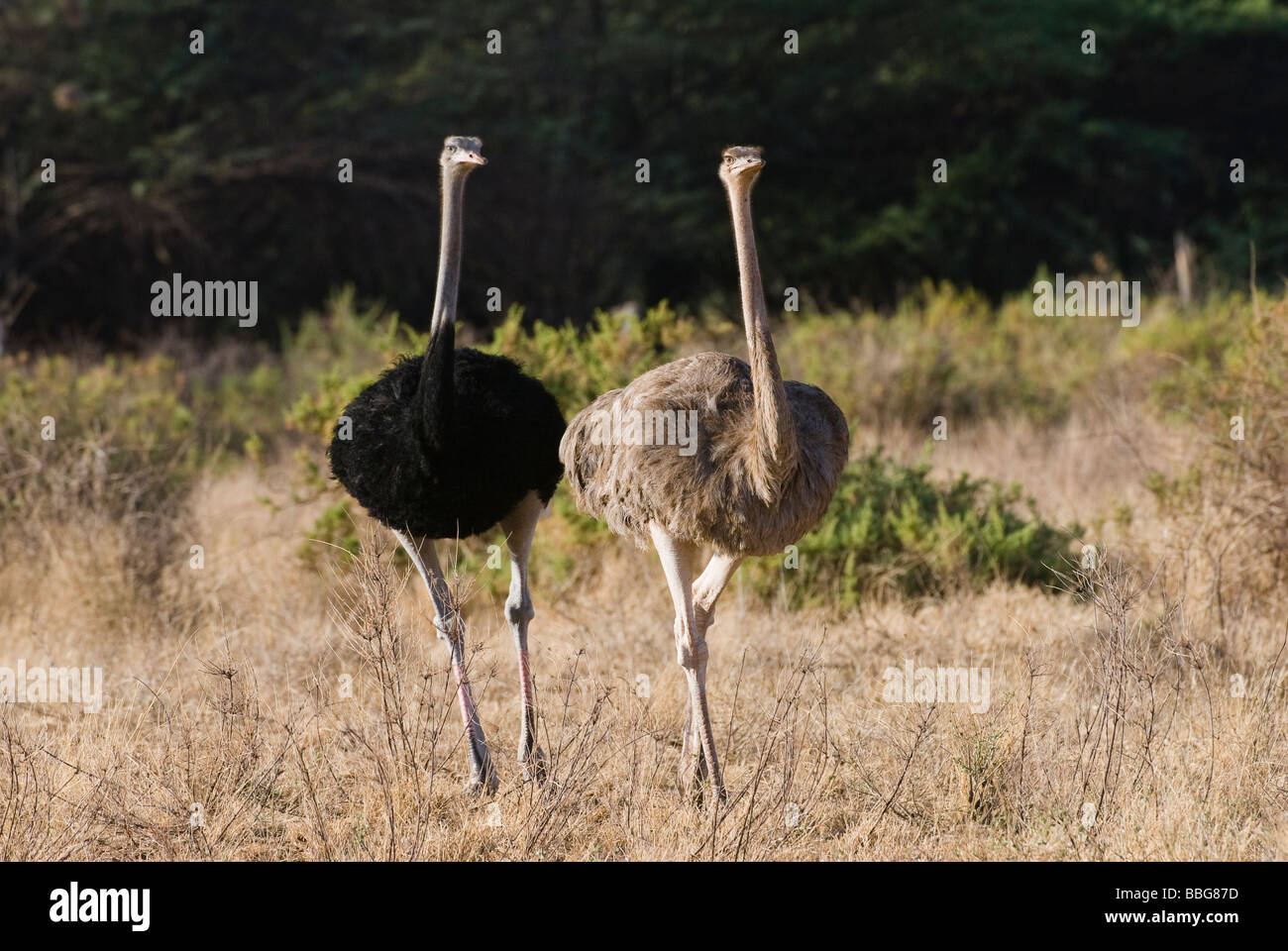 Balz der Somali Strauß Struthio Camelus Molybdophanes SAMBURU NATIONAL RESERVE Kenia in Ostafrika Stockfoto