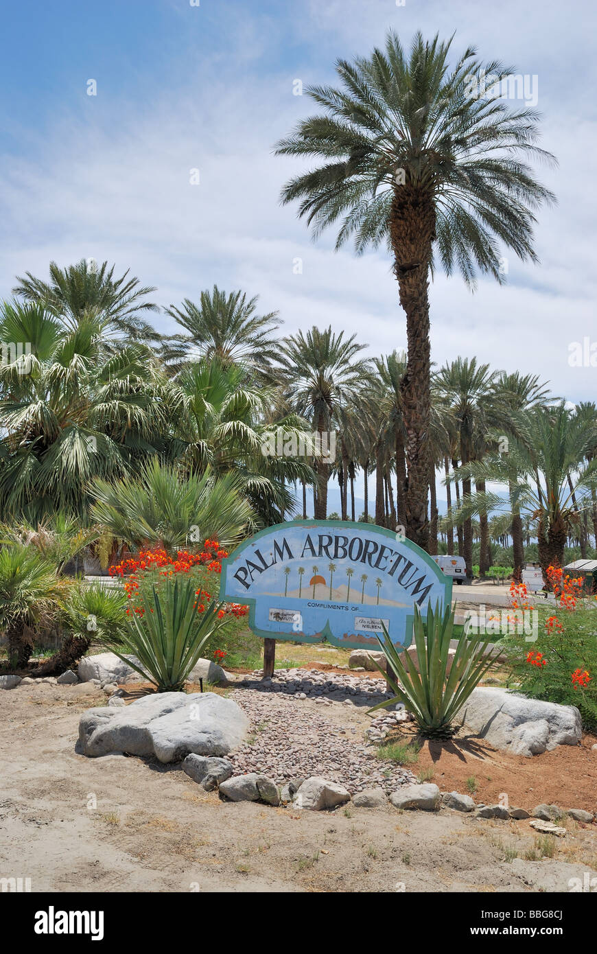 Dattelpalmen auf die Palmenoase Arboretum Dattelpalme Bauernhof thermische CA Stockfoto
