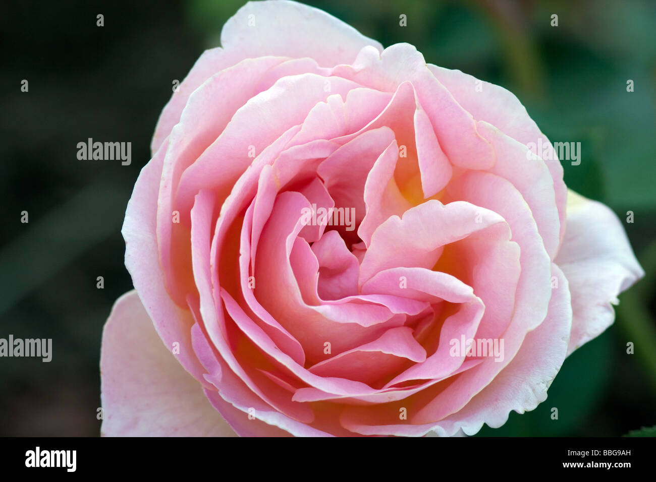 Eine Königin Elizabeth Grandiflora Rose Stockfoto