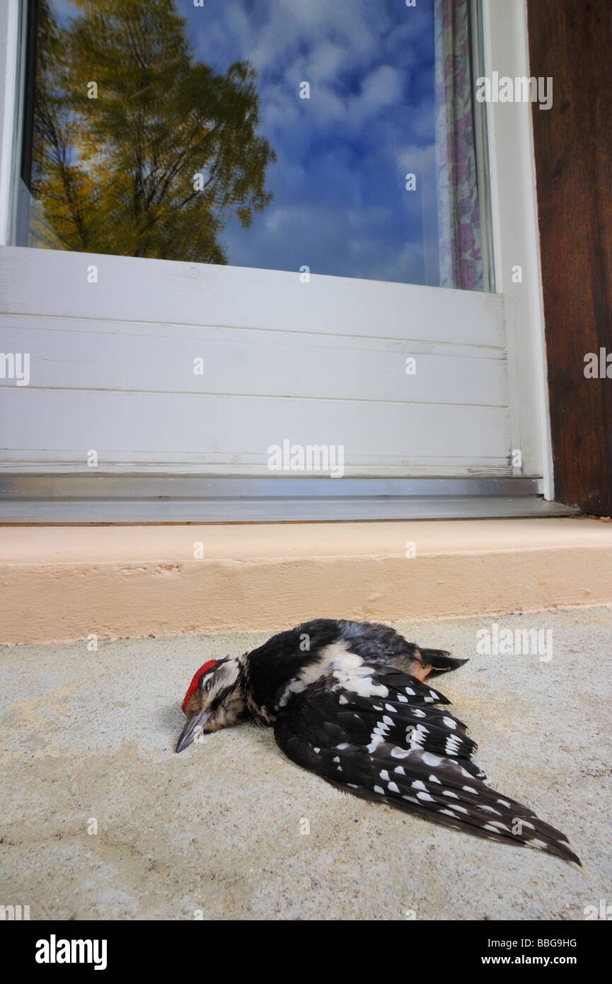 Leiche von einer juvenilen Specht, unter einem Fenster liegen. Stockfoto