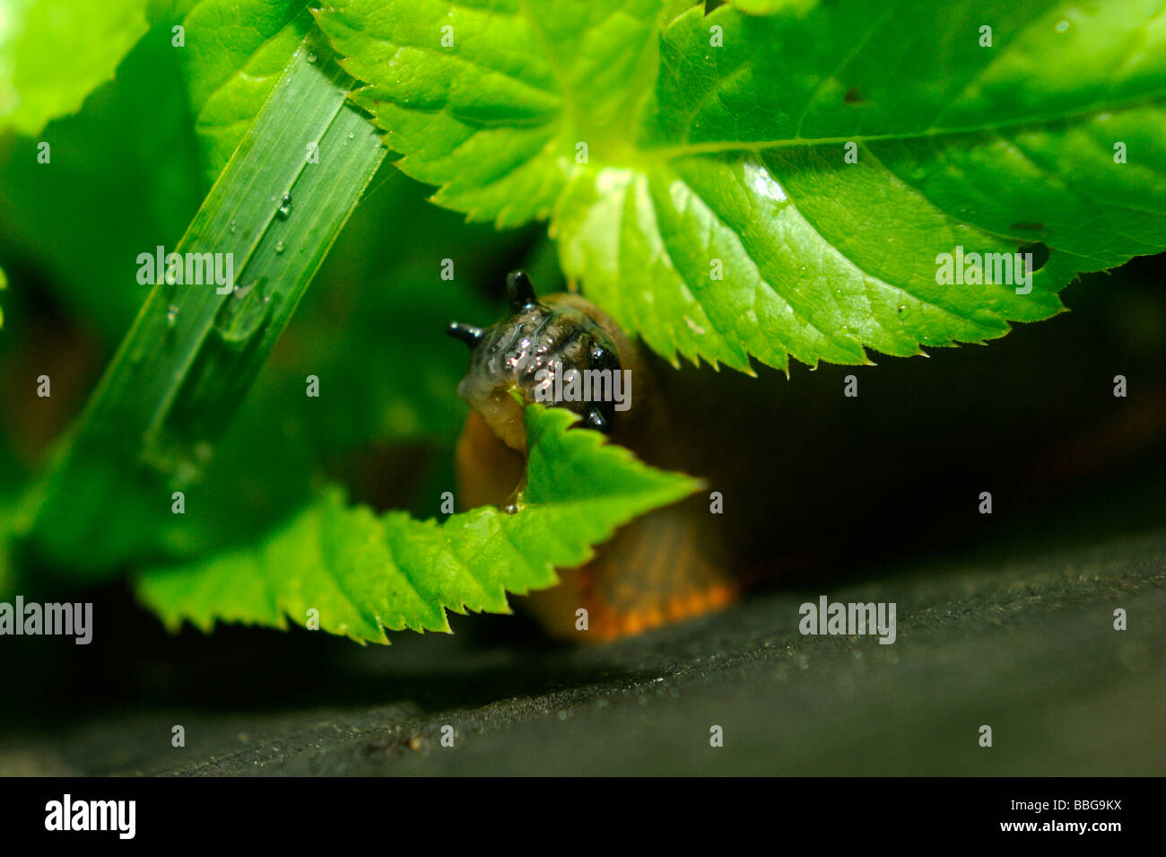 Schneckenvernichtung Stockfotos Schneckenvernichtung Bilder Alamy