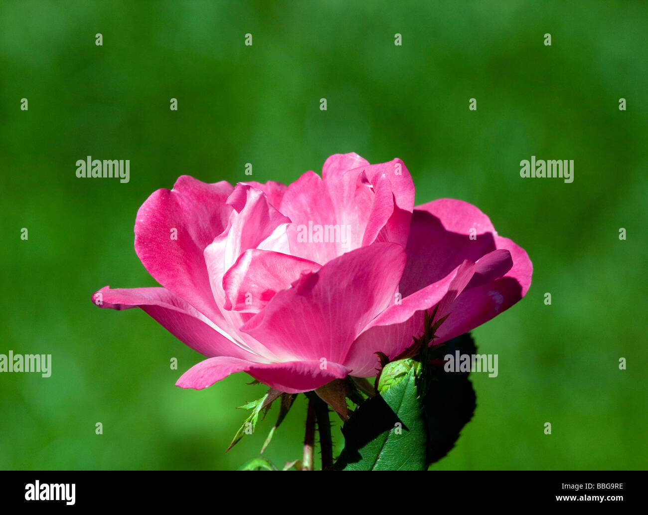 Ein Strauch-Rose-rosa Knock Out. Stockfoto