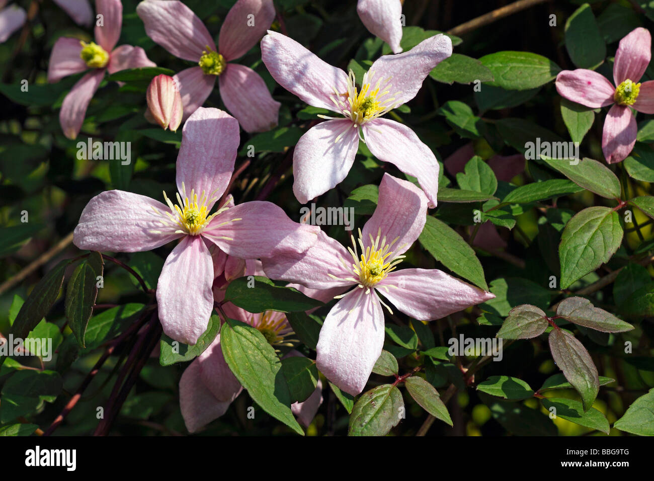 Blühende Sorte Clematis Spooneri Rosea (Clematis hybride Spooneri Rosea) Kletterpflanze Stockfoto