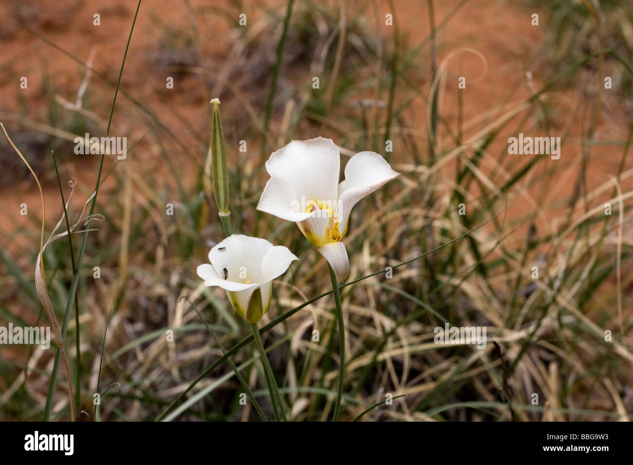 Utah Wildblumen Stockfoto