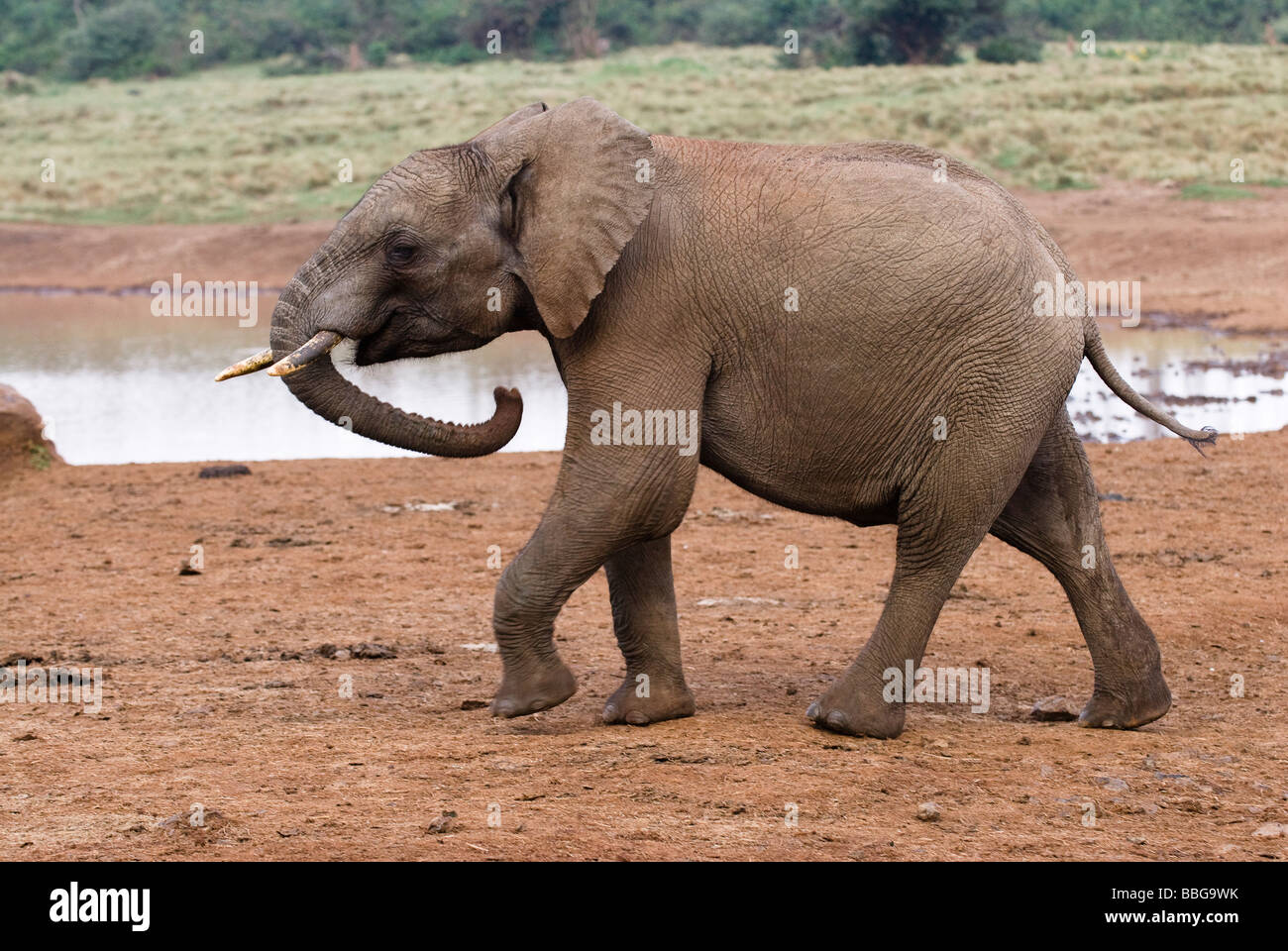 junge afrikanische Elefanten Baby Loxodonta Africana THE ARK ABERDARE Nationalpark Kenia in Ostafrika Stockfoto