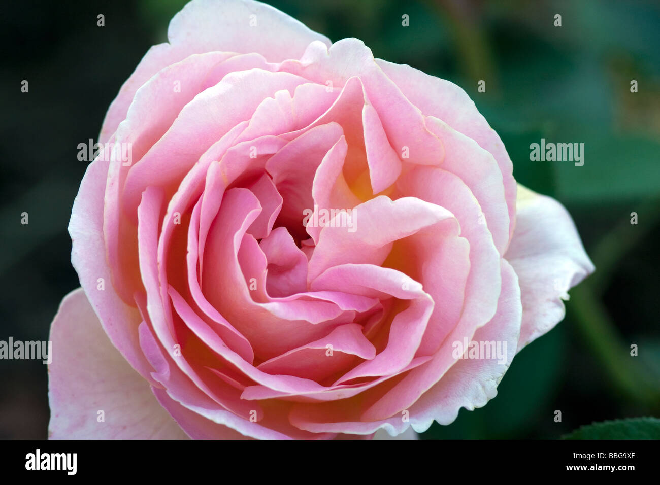 Eine Königin Elizabeth Grandiflora Rose Stockfoto