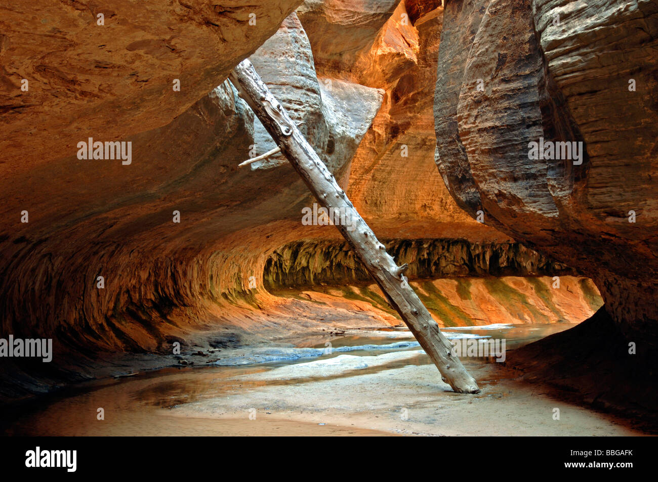 Oberen U-Bahn; Totholz im Canyon, USA, Utah, Zion Nationalpark Stockfoto