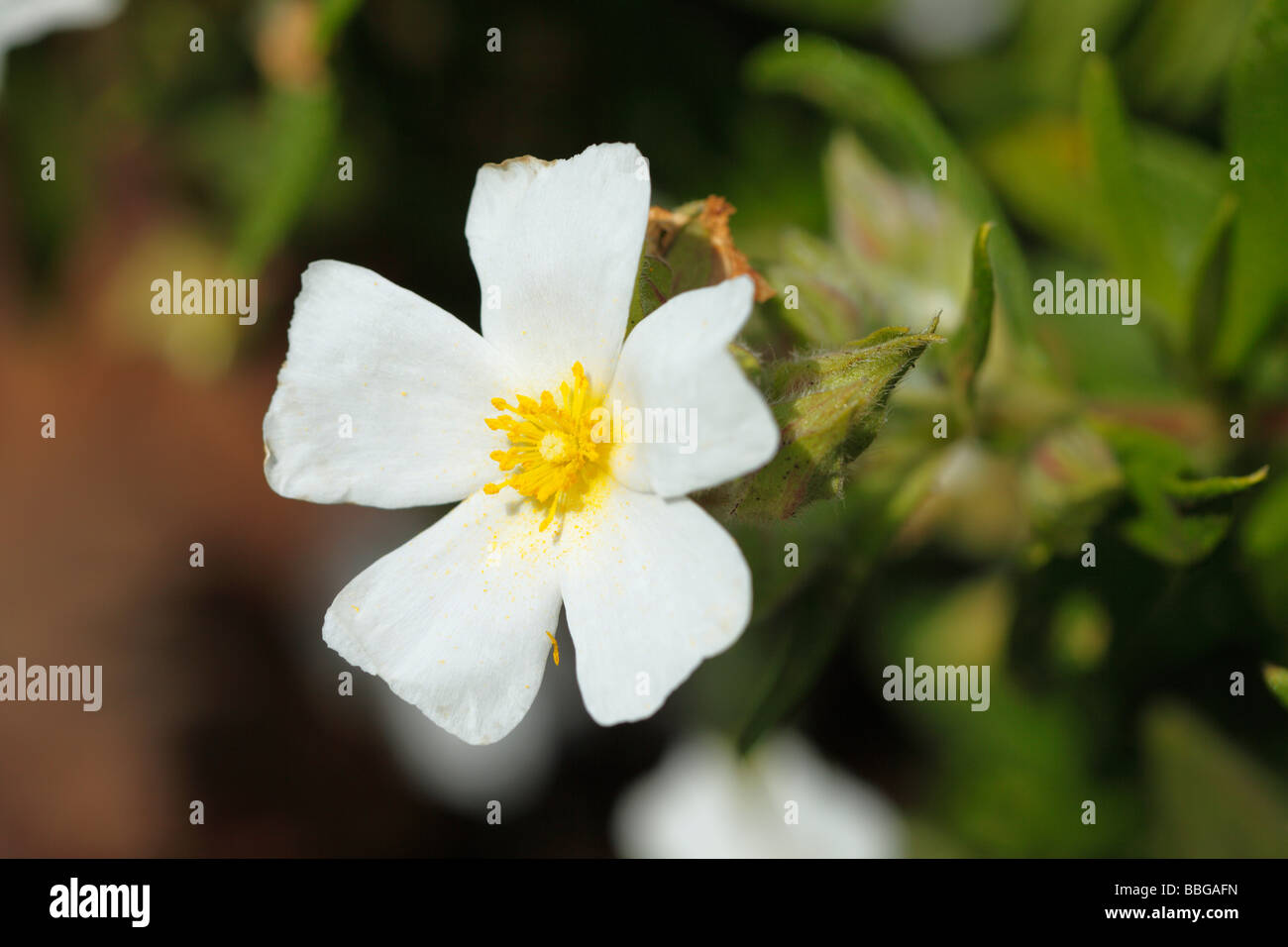 Montpellier-Zistrose (Cistus Monspeliensis), La Palma, Kanarische Inseln, Spanien, Europa Stockfoto