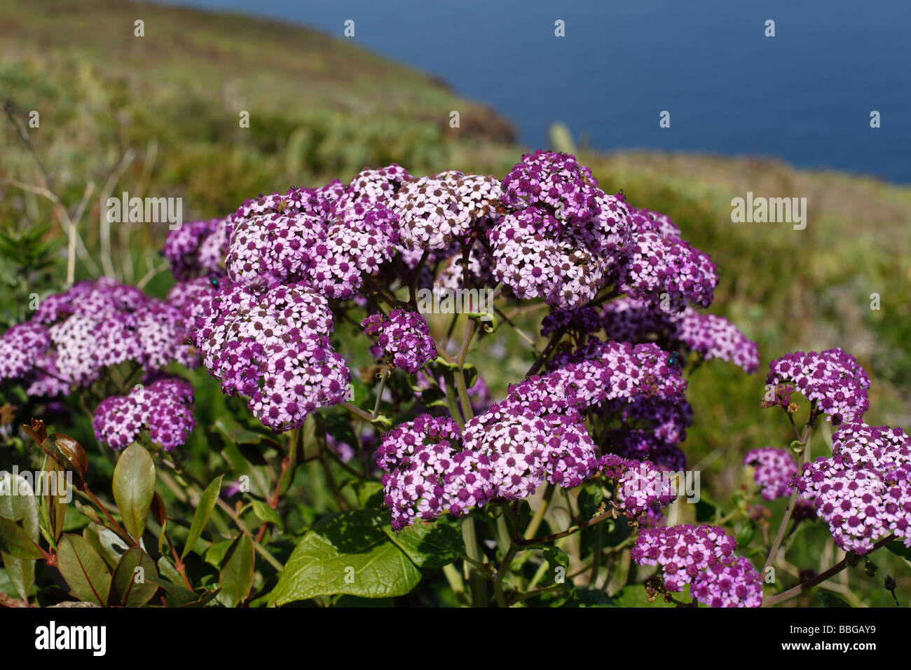 Pericallis Papyracea (Pericallis Papyracea), endemisch auf La Palma